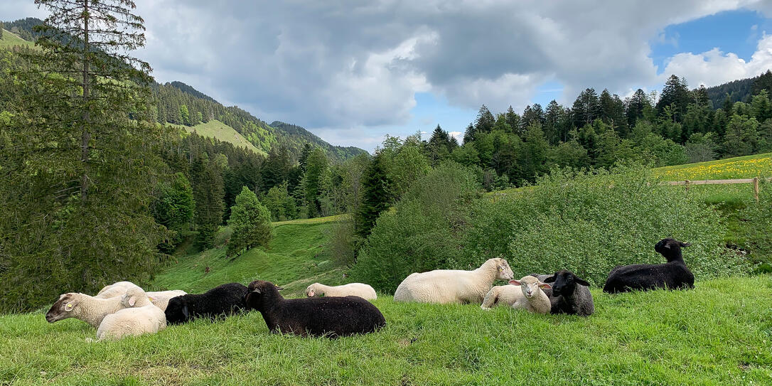 Scenery with sheep in pristine green nature.