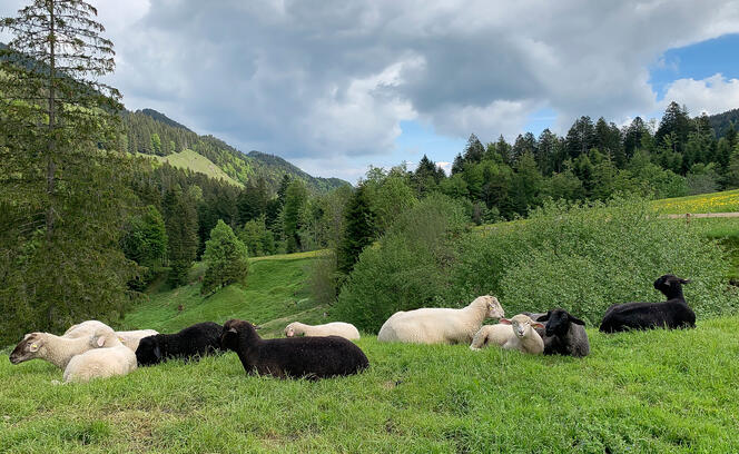 Scenery with sheep in pristine green nature.