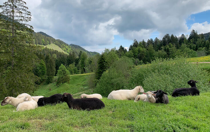 Scenery with sheep in pristine green nature.
