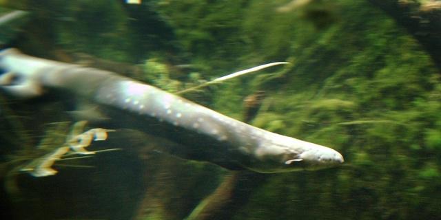 Ein Zitteraal in einem Aquarium im Zürcher Zoo (Symbolbild)