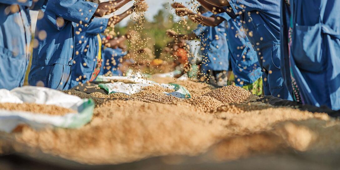 African American workers sorting out coffee beans