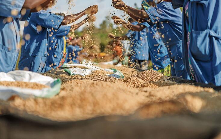 African American workers sorting out coffee beans