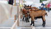 Werdenberger Buuremart mit Gitzischau in Grabs