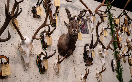 Hegeschau, in Schaan