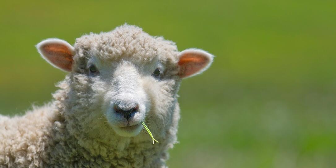 Sheep Strikes a Casual Pose