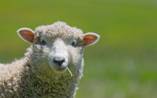 Sheep Strikes a Casual Pose