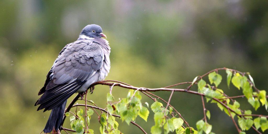 Die Ringeltaube wird zum Weihnachtsvogel. (Archivbild)