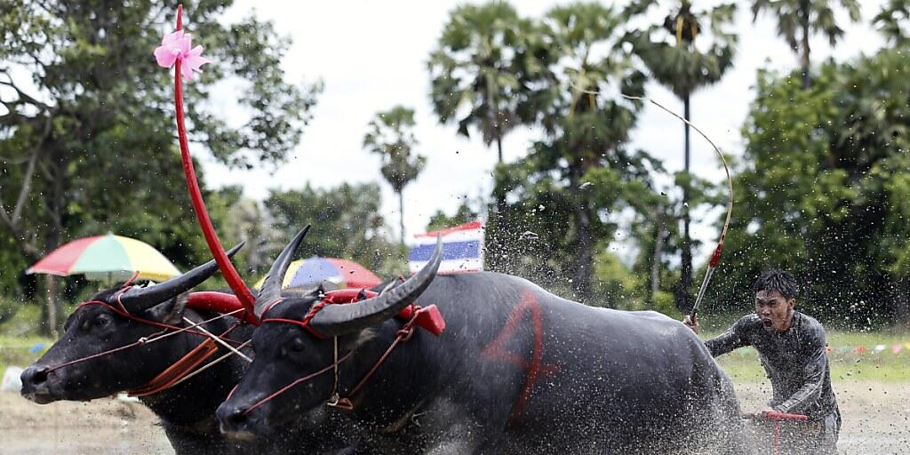 Beim traditionellen Büffelrennen in Thailand rennen die sonst eher behäbigen Wasserbüffel für einmal mit "Garacho" durch den Schlamm. (Archivbild)