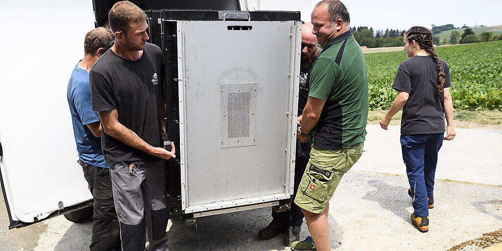 Die Transportkiste mit dem 105 Kilogramm schweren Junglöwen Makuti wird ausgeladen. Die Transportkiste mit dem 105 Kilogramm schweren Junglöwen Makuti wird ausgeladen.