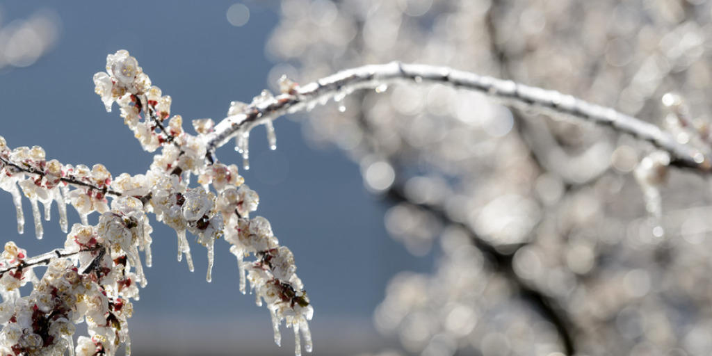 Schutzmantel aus Eis an einem Aprikosenbaum in Fully VS: Walliser Obstbauern haben mit der Beregnung ihrer Bäume einige Schäden an Kern- und Steinobstkulturen verhindern können.