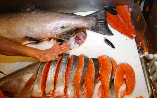 Lachs ist in der Schweiz der mit Abstand beliebteste Speisefisch. Insgesamt betrug die Verkaufsmenge im letzten Jahr 3333 Tonnen. (Archivbild)