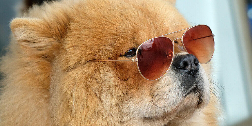 Eine alterslose Chow-Chow-Dame. Wer das Alter seines Hundes in menschliche Lebenszeit umrechnet, nimmt das Alter mal sieben. Falsch, sagen Forscher, denn Hunde altern nicht linear. Zum Glück gibt es aber eine Umrechnungs-Formel (Archivbild)