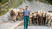 Alpabfahrt Alpgenossenschaft Gritsch Schaan