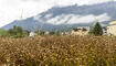 Flurgang Bioackerbau Liechtenstein