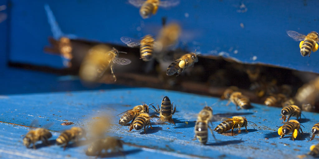Wenn ältere Honigbienen-Arbeiterinnen das Sammeln von Nahrung ausserhalb des Nests übernehmen, leben sie nur noch rund zwei Wochen.