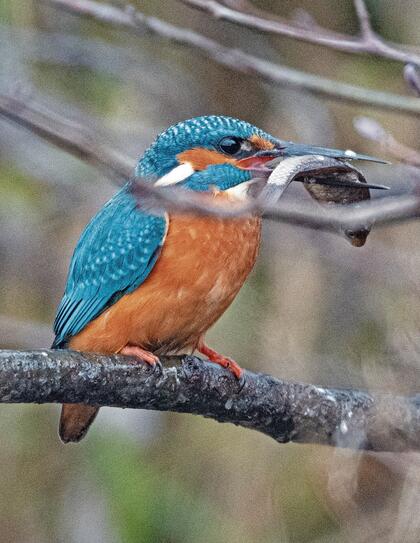 Dieser wundersch&ouml;ne Eisvogel hat sich einen Fisch geangelt. Fast wirkt es auf dem Foto von Georg J&auml;ger so, als pfl&uuml;ckte er ihn einfach vom Baum.
