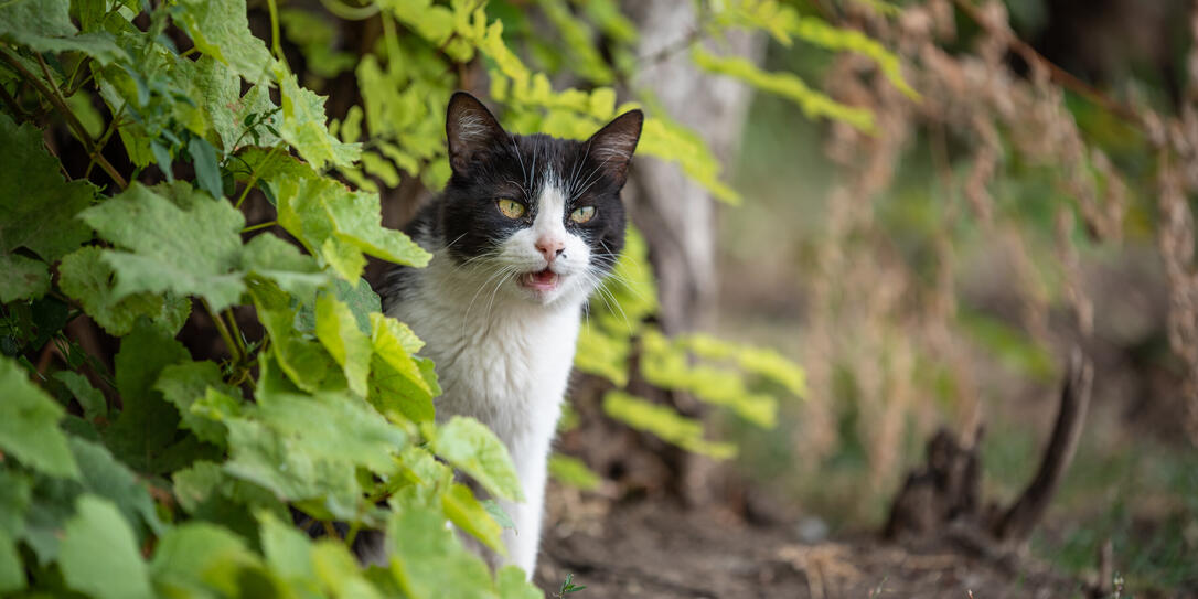 angry black and white cat in the bushes angry black and white cat in the bushes