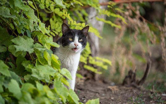 angry black and white cat in the bushes