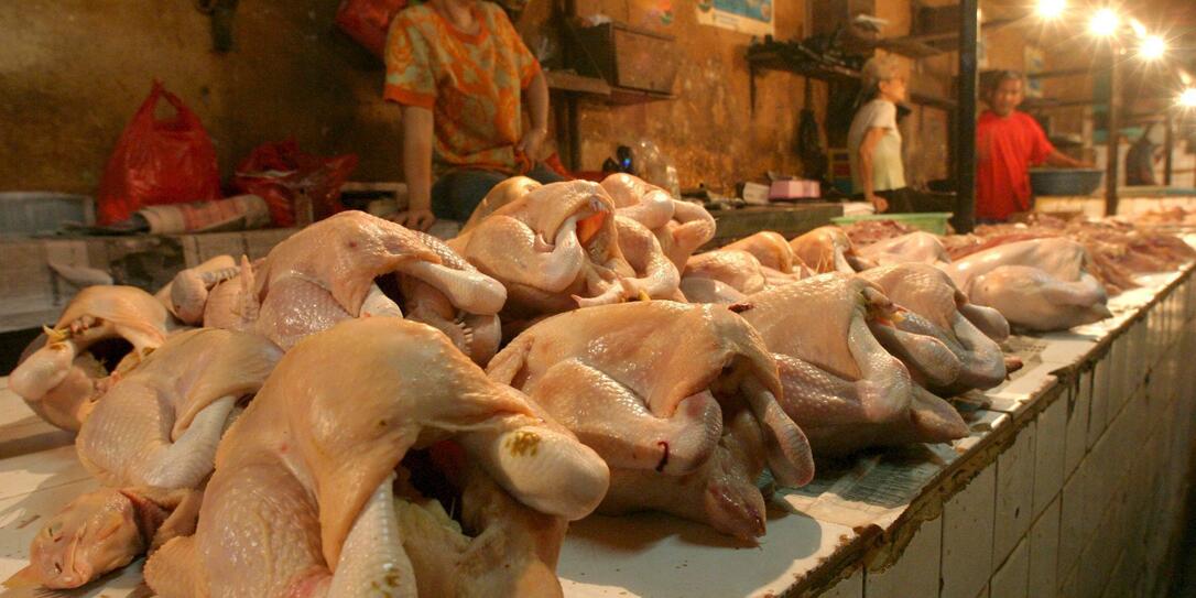 GEFLUEGEL, HUHN, HUEHNER, POULET