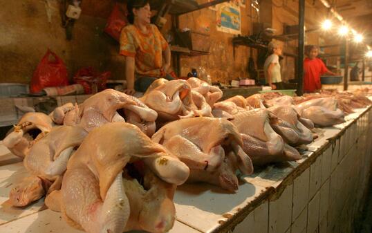 GEFLUEGEL, HUHN, HUEHNER, POULET