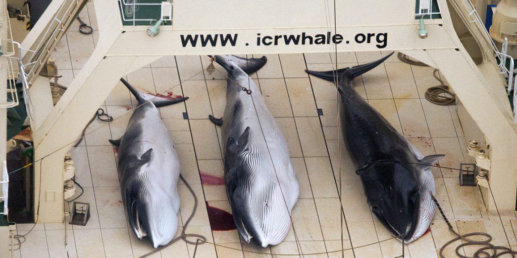 Drei getötete Zwergwale auf einem japanischen Schiff (Archiv) Drei getötete Zwergwale auf einem japanischen Schiff (Archiv)