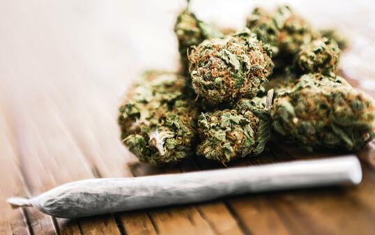 Medical cannabis joint on cannabis buds