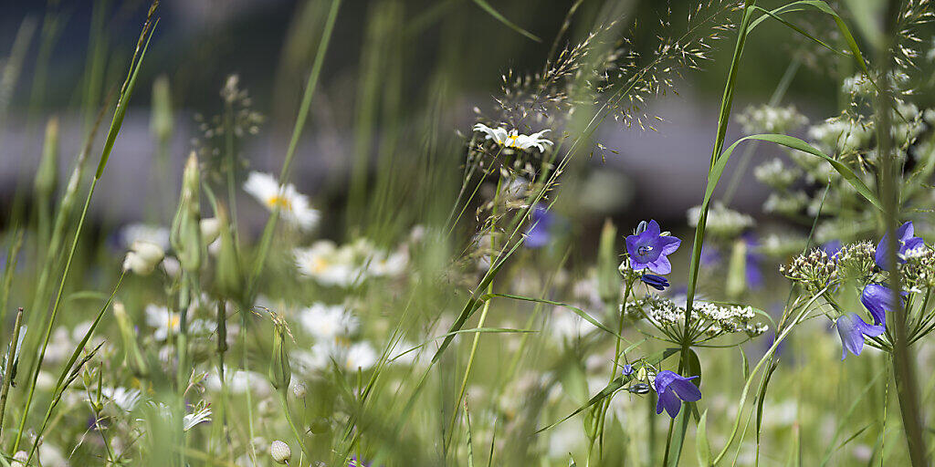 Glockenblumen in einer Magerwiese (Archivbild)