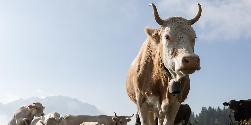 Die Rinderseuche Bovine Virus-Diarrhoe (BVD) tritt in der Schweiz wieder vermehrt auf, nachdem sie im Rahmen eines Bundesprogramms fast ausgerottet worden war. (Archivbild)