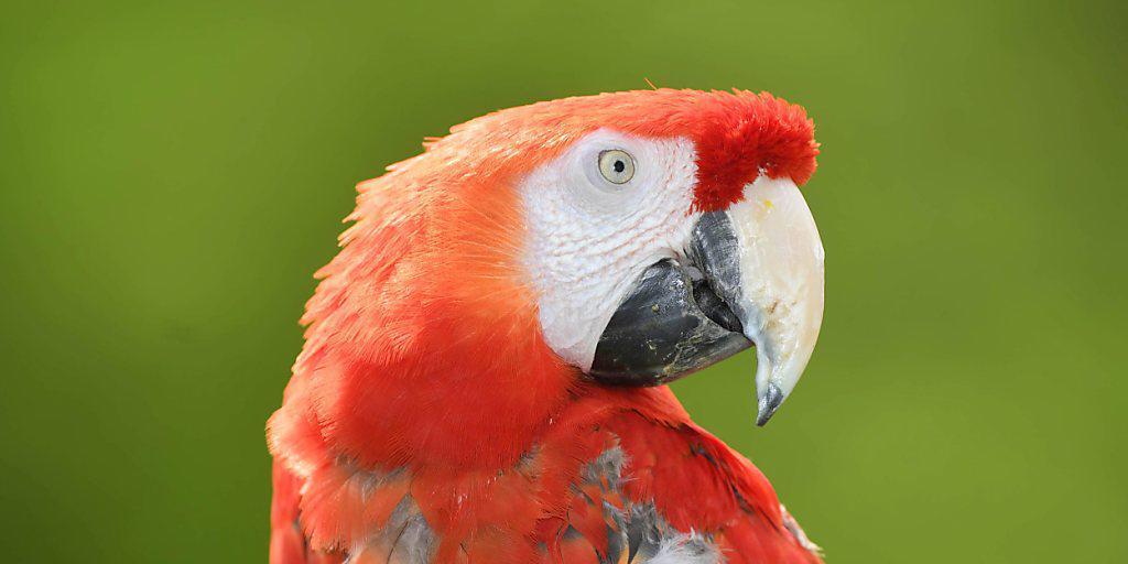 Kleines Gehirn, aber oho: Besonders Papageien und Rabenvögel haben in ihrem Vorderhirn eine hohe Dichte an Nervenzellen. (Symbolbild)