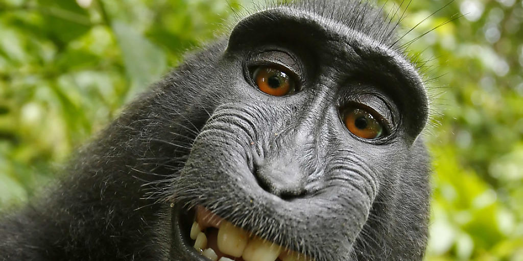 Affen-Selfie: Ein Makake drückte auf der indonesischen Insel Sulawesi 2011 auf den Auslöser der Kamera eines Naturfotografen. (Archivbild)