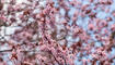 Frühling in Liechtenstein