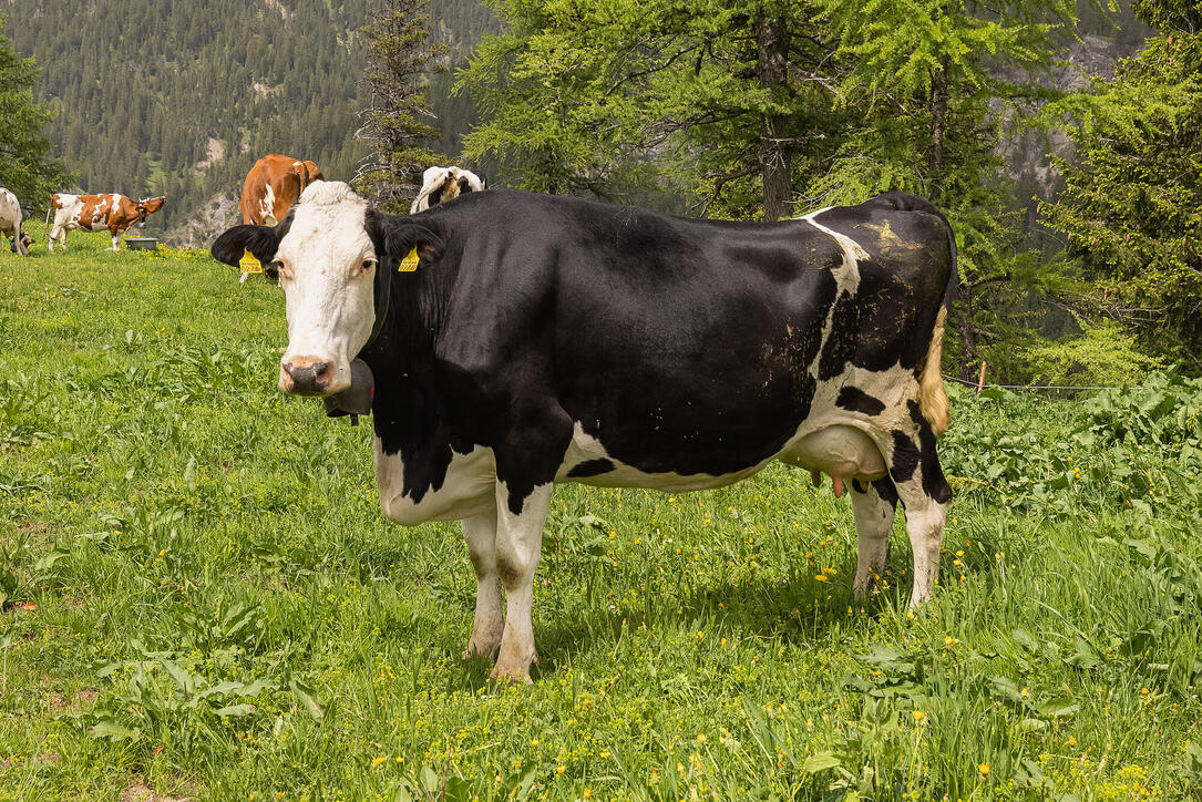 Wanderung: Steg - Alpeti - Pfälzerhütte - Malbun