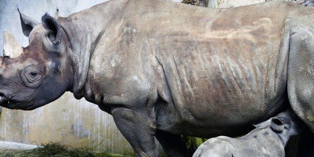 Nashorn-Baby Olmoti und seine Mutter Samira im Zoo Zürich