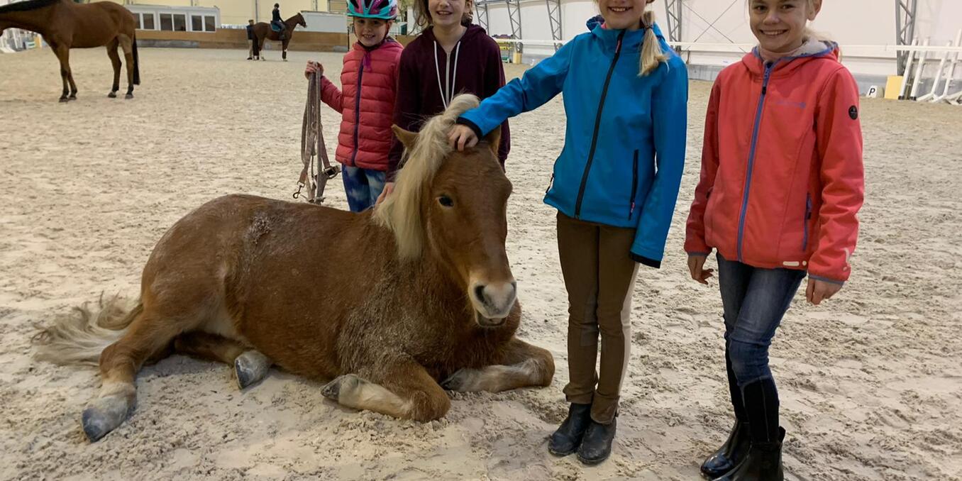 Neue Kurse rund um den Pferdesport - Vaterland online