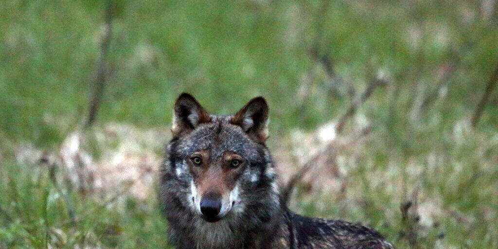 Die Walliser Regierung und der Grosse Rat wollen die Zahl der Jäger erhöhen, um die Chancen beim Wolf-Abschuss zu erhöhen. (Archivbild)