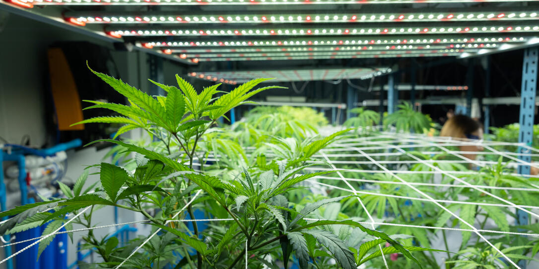 Growing cannabis banner background. Growing operation system cannabis farm for commercial marijuana business.