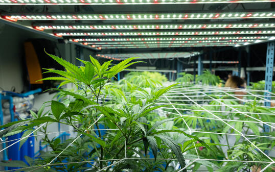 Growing cannabis banner background. Growing operation system cannabis farm for commercial marijuana business.