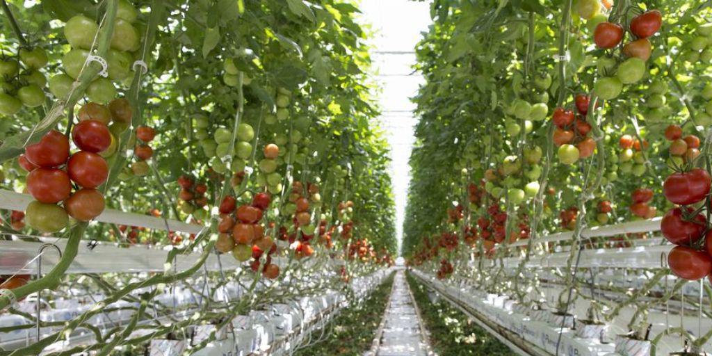 Tomaten, die ausserhalb des Bodens wachsen, müssen künftig nicht mehr als Hors-Sol-Produkt gekennzeichnet werden. (Symbolbild)