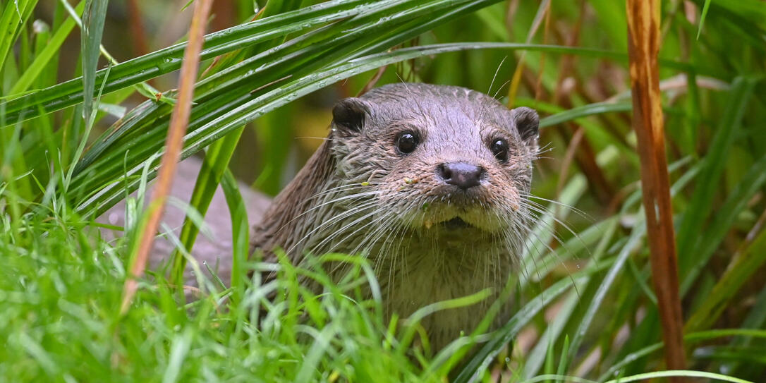 Fischotter