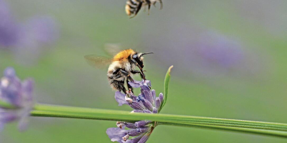 Bombus distinguendus on lavender.