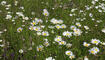 Ruggeller Tag der Biodiversität