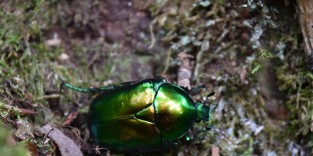Im Wald der Bürgergemeinde Basadingen-Schlattingen findet der seltene Grosse Rosenkäfer eine Heimat. Für seine Entwicklung benötigt er alte Bäume, vor allem Eichen. Im Wald der Bürgergemeinde Basadingen-Schlattingen findet der seltene Grosse Rosenkäfer eine Heimat. Für seine Entwicklung benötigt er alte Bäume, vor allem Eichen.