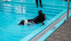 Hundeschwimmen im Freibad Salez