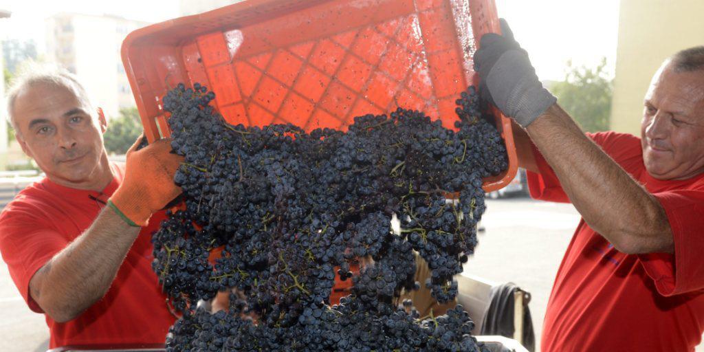 Zwar ist die Weinernte im Wallis mengenmässig unterdurchschnittlich ausgefallen. Die Qualität der Tropfen ist dafür ausgezeichnet (Archivbild).