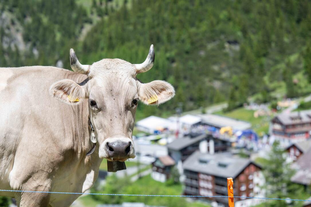 25. LGT Alpin Marathon