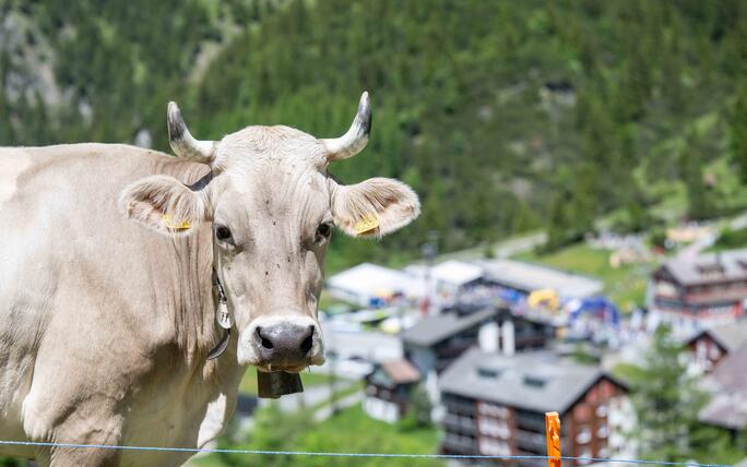 25. LGT Alpin Marathon