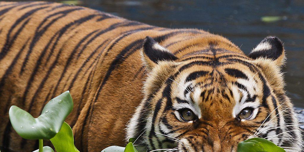 Ähnlicher als gedacht: Es gibt nur zwei Unterarten von Tigern, was ihren Schutz erleichtert. Im Bild ein Malaysia-Tiger im National-Zoo in Kuala Lumpur, Malaysia.