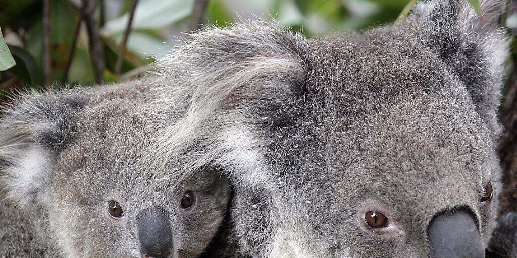 Sorgen um ihre Artgenossen wegen verbreiteter Buschfeuer: Koalas im Zoo von Sydney.