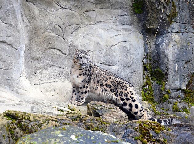 Zoo Zurich Kommt Jetzt Nach Hause Vaterland Online