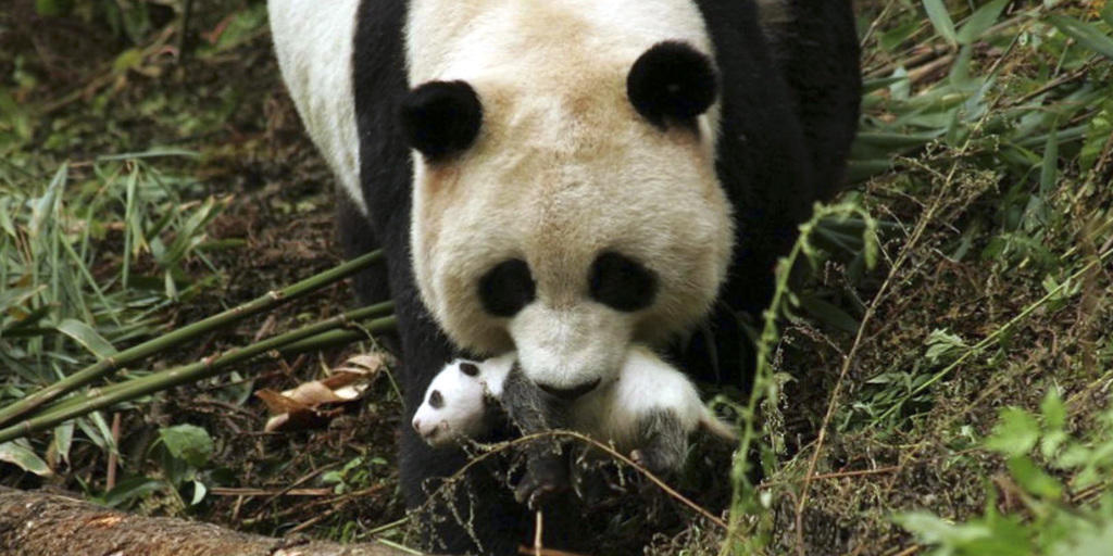 Die in China gefangene Pandab&auml;rin Cao Cao bringt erstmals nach der Paarung in der Wildnis Nachwuchs zur Welt. (Archivbild)